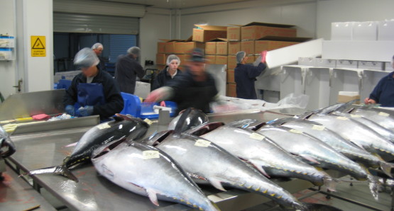 Preparing tuna for shipment at Port Lincoln, Australia.