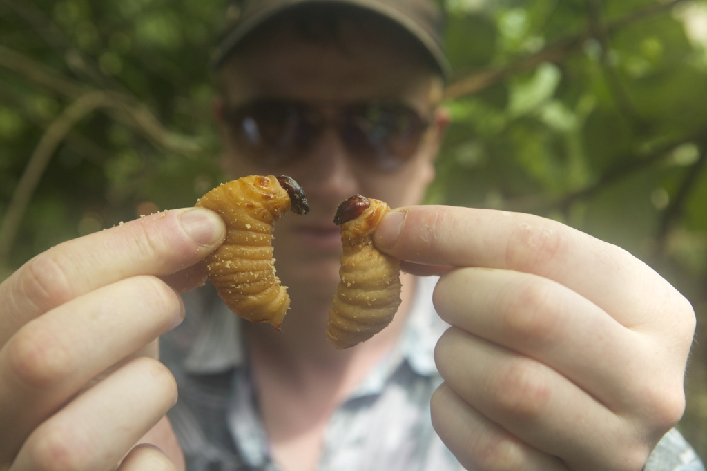 Ben with Palm Weevil Larvae. Photo by Andreas Johnsen, courtesy Kino Lorber.