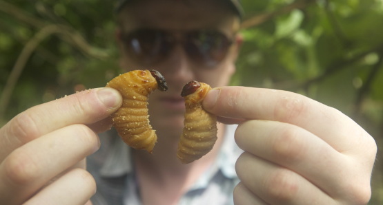Ben with Palm Weevil Larvae. Photo by Andreas Johnsen, courtesy Kino Lorber.