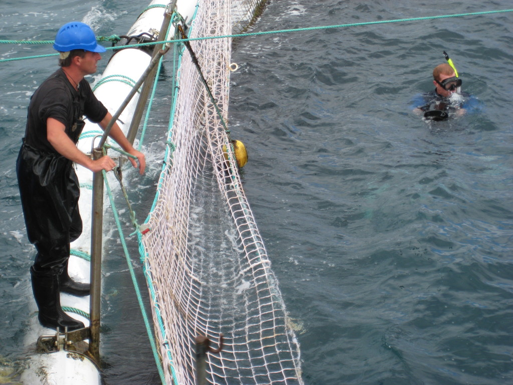 Harvesting Blue-fin Tuna at Spencer Gulf off the coast of Port Lincoln, Australia